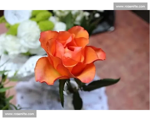 从MVP到饮水机：薪资帽下的人生百态，令人唏嘘！